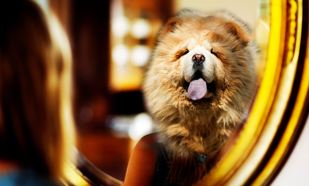Un femme se voit dans un mirroir comme un chien chow chow